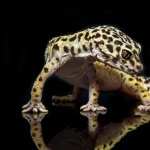 Leopard Gecko high definition photo