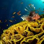 Lionfish PC wallpapers