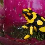 Poison Dart Frog wallpapers hd