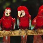 Red-and-green Macaw new photos