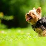 Silky Terrier PC wallpapers