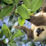 Sloth high definition photo