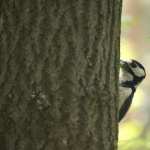 Woodpecker hd
