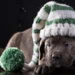 Cane Corso wallpapers hd