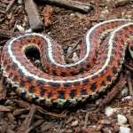 Garter Snake pic