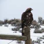 Golden Eagle wallpapers for iphone