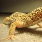 Leopard Gecko photo