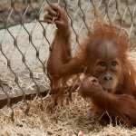 Orangutan new photos