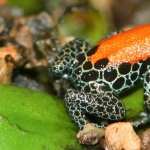 Poison Dart Frog images