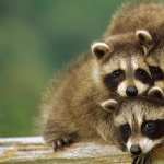 Raccoon images