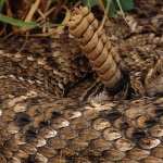 Rattlesnake image