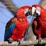 Red-and-green Macaw hd wallpaper