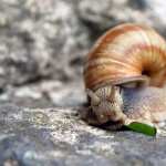Snail high definition photo