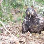 White-tailed Eagle wallpapers for android