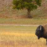 American Bison high definition photo
