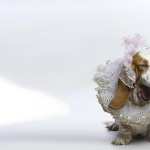 Basset Hound PC wallpapers