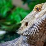 Bearded Dragon high quality wallpapers