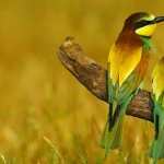 Bee-eater high quality wallpapers