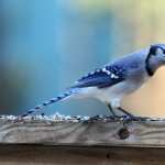 Blue Jay free download