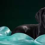 Cane Corso high quality wallpapers