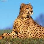 Cheetah download wallpaper