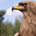 Golden Eagle photos