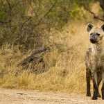 Hyena widescreen