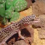 Leopard Gecko hd wallpaper