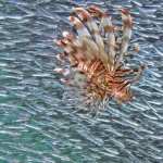 Lionfish wallpapers hd