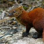 Mongoose wallpapers for android