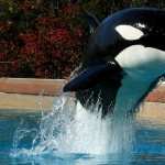 Orca high definition wallpapers