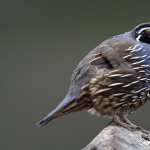 Quail wallpapers for iphone
