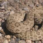 Rattlesnake download wallpaper