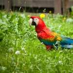 Red-and-green Macaw images