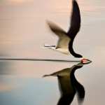 Seabirds high quality wallpapers