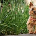 Silky Terrier new wallpapers