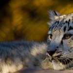 Snow Leopard photos
