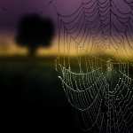 Spider Web hd wallpaper