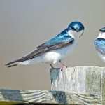 Swallow pic