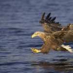 White-tailed Eagle photos