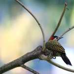 Woodpecker widescreen