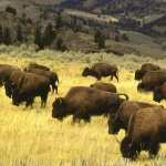 American Bison high definition wallpapers