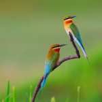 Bee-eater desktop