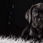 Cane Corso desktop wallpaper