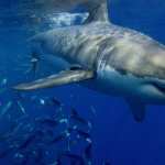 Great White Shark new wallpapers