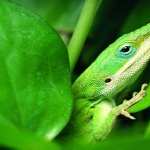 Green Anole background