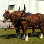 Horse Drawn Vehicle wallpapers for iphone