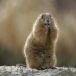 Marmot images