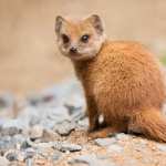 Mongoose photos