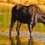 Moose images